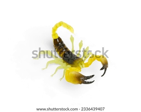 Scorpion yellow black color miniature animal isolated on white