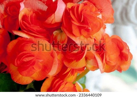 Beautiful background from many orange flowers on blurred background.