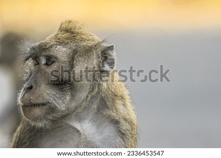 cute and adorable monkey face closeup with blurred background.