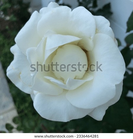 white rose, pink rose can be planted to decorate the garden to be beautiful can be planted in every area Cut flowers to worship monks, embroider a vase or give to your loved ones.
