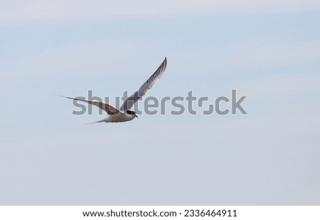 Flying Common Tern (Chlidonias hirundo)