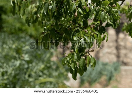 Pear branch with young fruits. Spring time in the garden. Selective focus