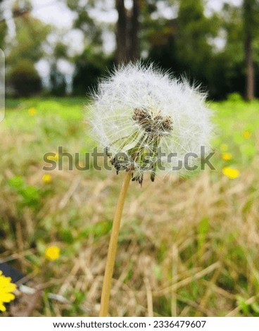 White dandelion, a graceful marvel amidst greenery. its cottony seeds drift with the wind, carrying wishes to distant lands, fostering dreams anew. Picture can be used in a photo frame as decoration. 