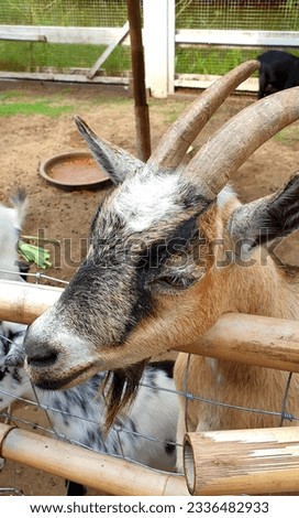 Close up of Baby Goat in a Farm