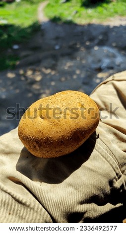 picture fresh potato after harvest 
