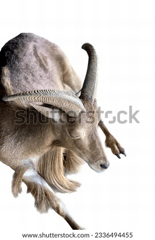 a photography of a goat with long horns and a long tail, there is a goat with long horns and a long tail.