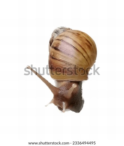 a photography of a snail with a shell on its back, snail with a shell on its back and a long tail.