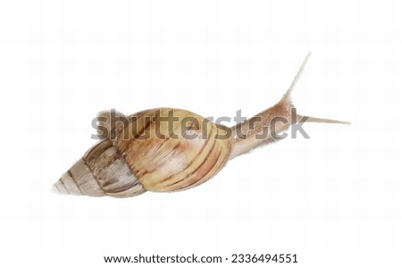 a photography of a snail with a long tail and a shell, there is a snail that is sitting on a white surface.