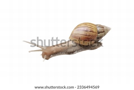 a photography of a snail crawling on a white surface, there is a snail that is sitting on top of a white surface.