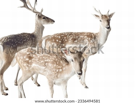 a photography of a group of deer standing next to each other, three deers standing in a group on a white background.