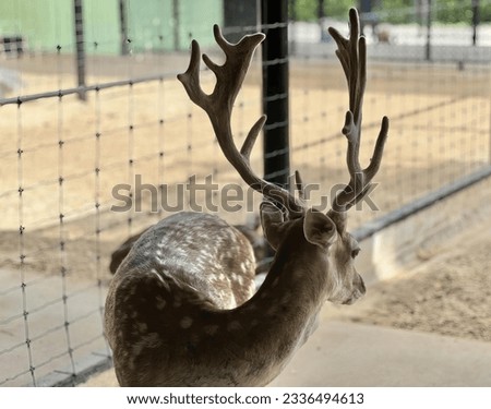 a photography of a deer with antlers standing in front of a fence, there is a deer that is standing in front of a fence.