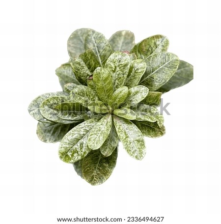 a photography of a plant with green leaves on a white background, there is a plant that is growing out of a vase.