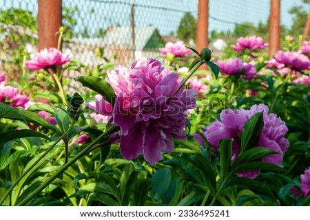 Photo of a bush with peonies in the garden