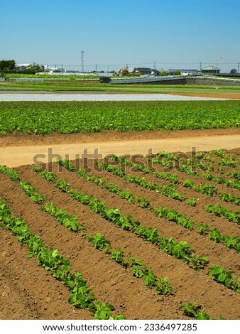 Scenery of green soybeans field in the suburbs in early summer