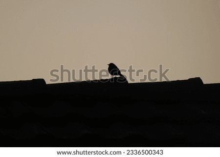 silhouette of a very small bird sitting on roof tiles in the early morning