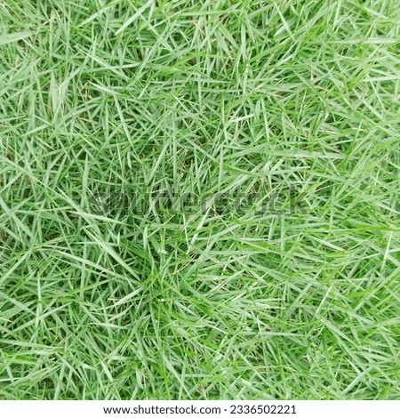 Green field grass texture photo