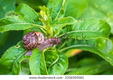 Copse snail gliding on the plant in the garden. Macro, close-up. Copse snail, Arianta arbustorum, is a medium-sized species of land snail. Copse snail is a common pest in agriculture and horticulture. Royalty-Free Stock Photo #2336504581