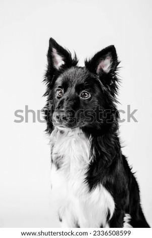 Border Collie dog on a white background in a studio. Ideal for pet-related projects