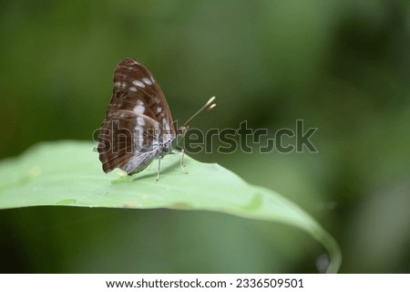 Butterfly from the Taiwan (Athyma selenophora laela) Different pattern with butterfly Royalty-Free Stock Photo #2336509501