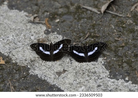 Butterfly from the Taiwan (Athyma selenophora laela) Different pattern with butterfly Royalty-Free Stock Photo #2336509503