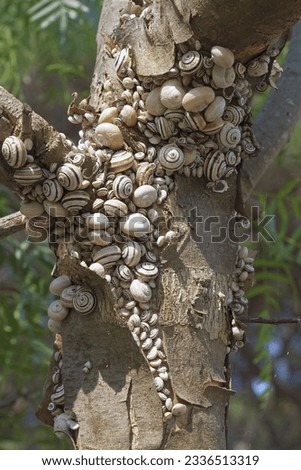 many mediterranean coastal snail or white Italian snail gathered aestivated on the branching of a trunk, Theba pisana, Helicidae Royalty-Free Stock Photo #2336513319