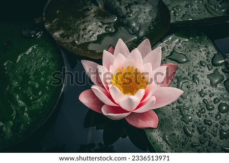 Nymphaea Colorado pink water lily. Selective focus. Royalty-Free Stock Photo #2336513971