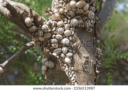 many specimens of mediterranean coastal snail or white Italian snail gathered in aestivation on the branching of a trunk, Theba pisana, Helicidae Royalty-Free Stock Photo #2336513987
