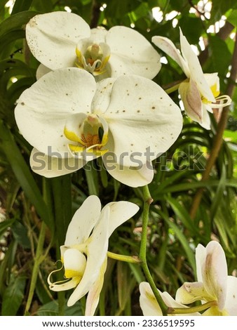 the prettiest moon orchid in the garden