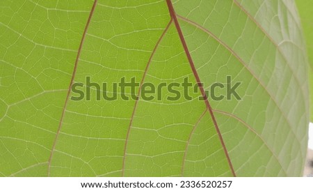 Underside of green leave with red veins. 