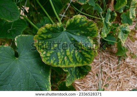 Cucumber leaf with yellow and dry spots. Leaves affected by diseases, pests. Lack of trace elements and macronutrients. Problems growing amateur organic tomatoes. chlorosis. improper watering Royalty-Free Stock Photo #2336528371
