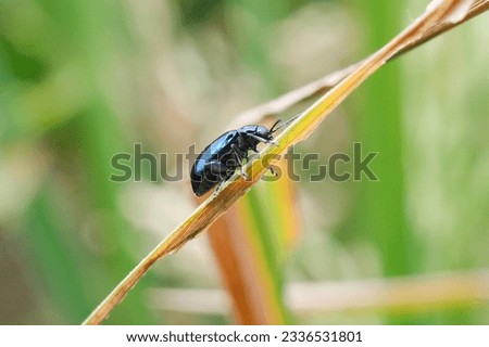 Altica is a large genus of flea beetles in the subfamily Galerucinae