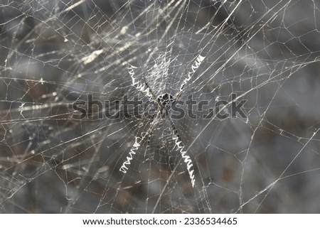 spider. a picture of spider with its web structure. 