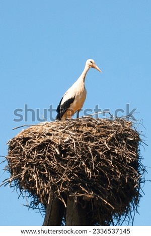 stork in the nest against the blue sky.