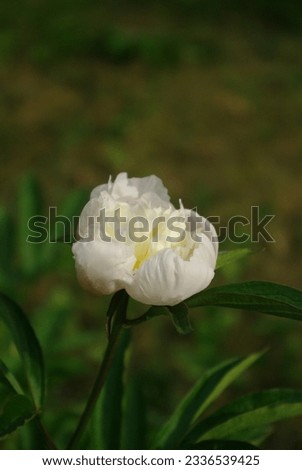 White peony bud opening in the garden