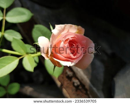 A royal rose or peach color meaning
Peach rose represents gentleness. sincere and grateful It can be good for saying “thank you” and would be an appropriate gift when closing a business deal. Peach ro