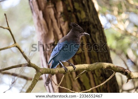 Steller's Jay, native to western North America, is a striking bird known for its deep blue plumage and distinctive black crest.