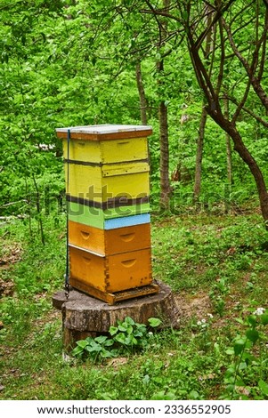 Colorful beehive on flat tree stump in forest in summer stock image