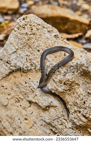 Cute juvenile Rough Earth Snake resting on rock with tail still in crevice of hole