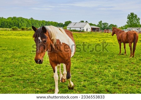 Shy brown and white paint horse walking up with chestnut horse standing in green field