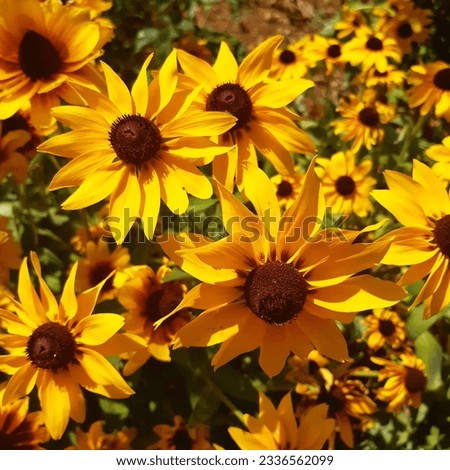 Yellow flower of Rudbeckia hirta plant, commonly called black-eyed Susan, is a North American flowering plant in the family Asteraceae, native to Eastern and Central North America