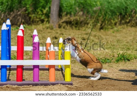 cute bunny rabbit on the leash jumping over the obstacles during bunny race, green background, pet photography, bunny hop, kaninhop, Symbol of new year 2023, copy space, Easter concept