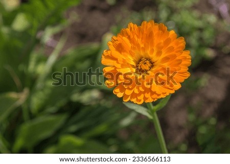 Orange marigold flower on a dark green blurred background