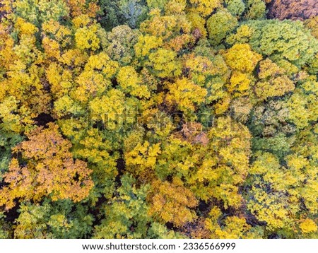 Aerial view of beautiful colorful autumn forest in low clouds at sunrise. Top view of orange and green trees in fall. View from above of woods. Nature background. Multicolored leaves