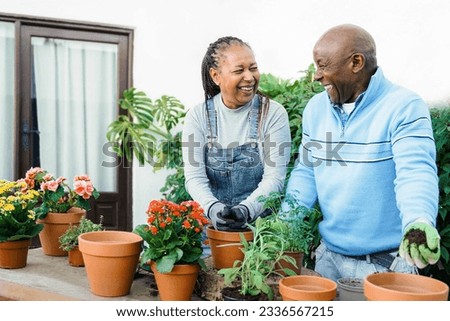 African Senior people gardening with flowers in backyard house - Couples fun and hobby concept Royalty-Free Stock Photo #2336567215