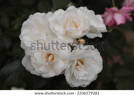 White color Hybrid Musk Rose Neige d'Ete flowers in a garden in July 2022 Royalty-Free Stock Photo #2336579281