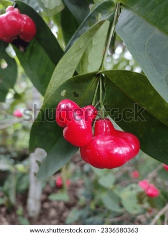 Syzygium jambos is a species of rose apple, bell apple, button, wax apple. Royalty-Free Stock Photo #2336580363