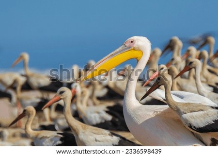 Pelican rosting in sharm El-sheikh, Egypt