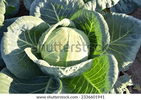 Head of cabbage in the garden. Royalty-Free Stock Photo #2336601941