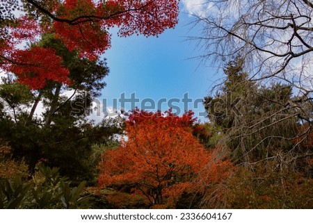 autumn or fall colors of maple trees in Arashiyama Kyoto Japan, red, green and orange