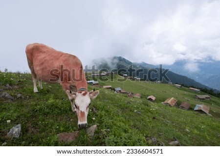 Wild animals. Cows grazing on the plateau. Stone and wooden highland houses. Wooden plateau houses built on the hill. Historical highland houses. Sal Plateau Rize.